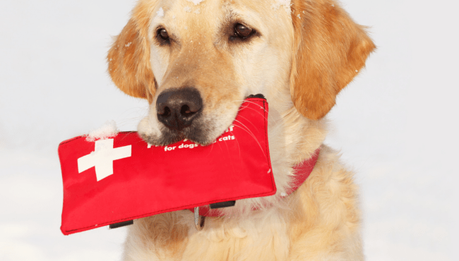 dog-first-aid