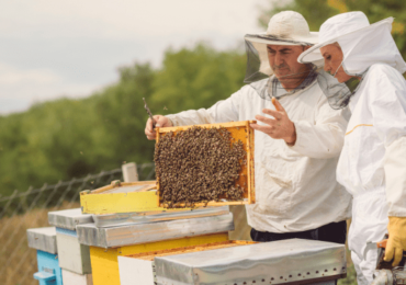 Beekeeping for Beginners to Advanced Course